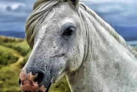 portrait of the horse head