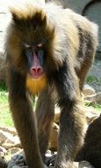 portrait of colorful monkey face