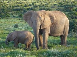 African Elephants in Savannah