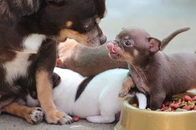 chihuahua mother with babies