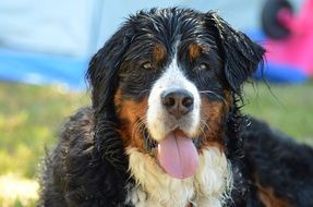 wet bernese mountain dog close-up on blurred background