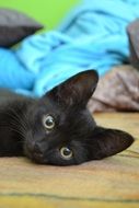 little black kitty with big ears