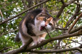 home cat gnaws a tree branch