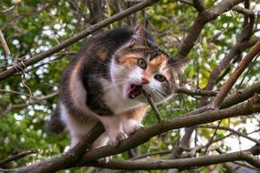 home cat gnaws a tree branch