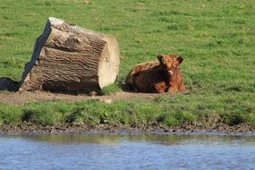 ox relaxing on the lakeside