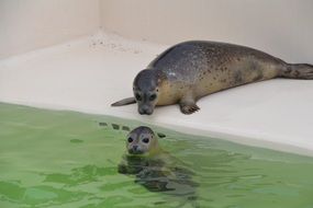 sea lions in the zoo