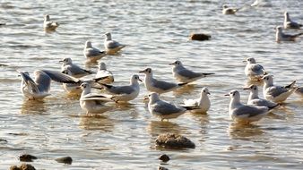 swimming flock of seagulls