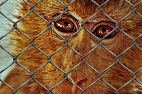 sad monkey Imprisoned