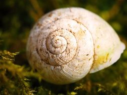 snail shell on green algae