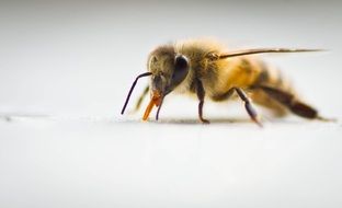 Macro photo of natural insect