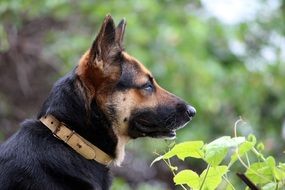 German Shepherd Dog Looking Away