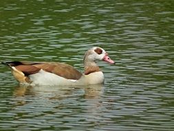 egyptian goose in the water