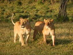 two lioness in the wildlife