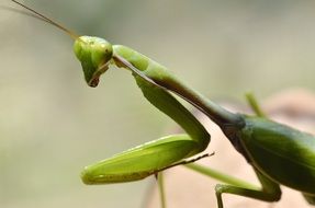 green grasshopper close up