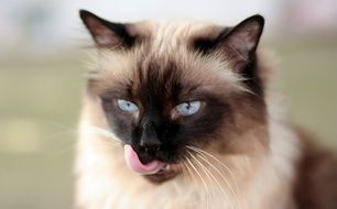 Siamese cat with bright blue eyes