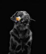 dog with a rose in the mouth
