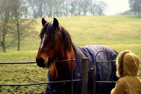 girl near a horse in a farm pen
