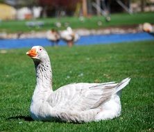 Wet Swan resting on a grass