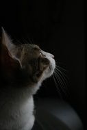 Black and white profile of the beautiful and colorful Cat In Darkness