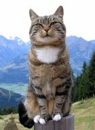 Portrait of Domestic Cat sitting on a wood