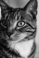 black and white photo of a domestic cat