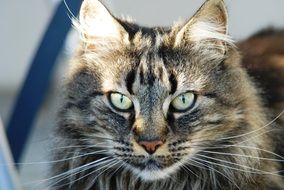 cute lovely Cat Face