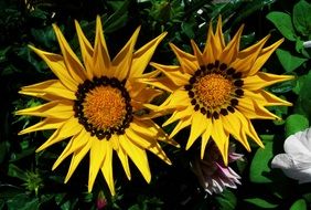 Yellow Caterpillar flower
