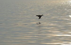Duck in flight above glossy Water