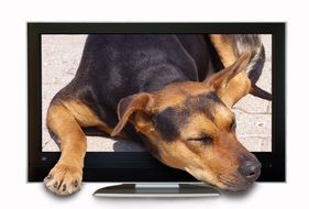 photo montage of dog on the screen