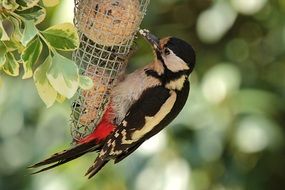 woodpecker eating in the garden