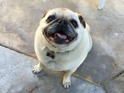 smiling pug