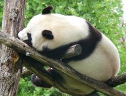 Beautiful black and white panda is a traditional Chinese animal on the tree