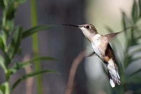 striking Hummingbird Bird