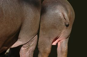 tail of an African hippo