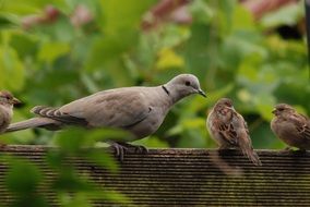 Pigeon on the tree