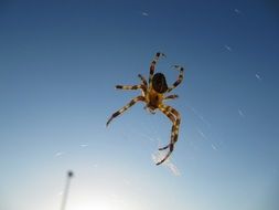 spider under the bright sun