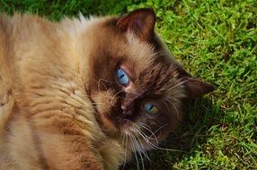 sweet domestic cat with celestial blue eyes