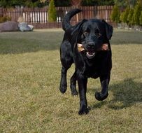 black dog with a bone in its mouth