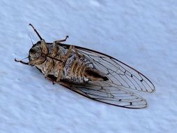 big-winged dead insect