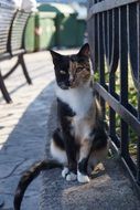 domestic cat near the fence