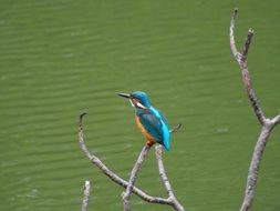 perfect beautiful Kingfisher Bird