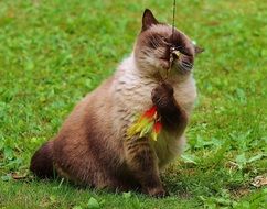 sweet british shorthair with blue eyes