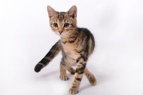 nice small Kitten