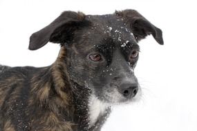 Dog with Snow on head