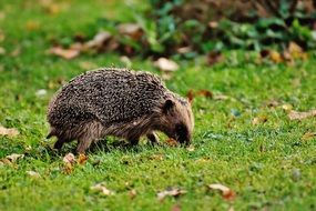 Hedgehog on nature