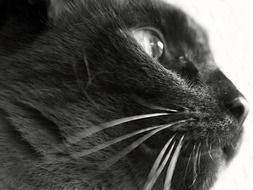 Close-up of the black photo of the black cat's face