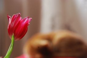 close-up picture of Tulip and red Cat