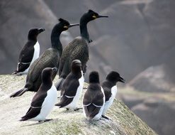 two adult Shags with chicks on Rock