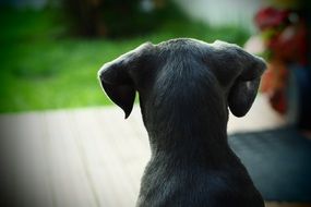 Puppy in summer