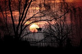 cat silhouette and full moon